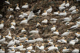 Northern Gannet