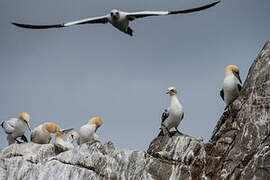 Northern Gannet