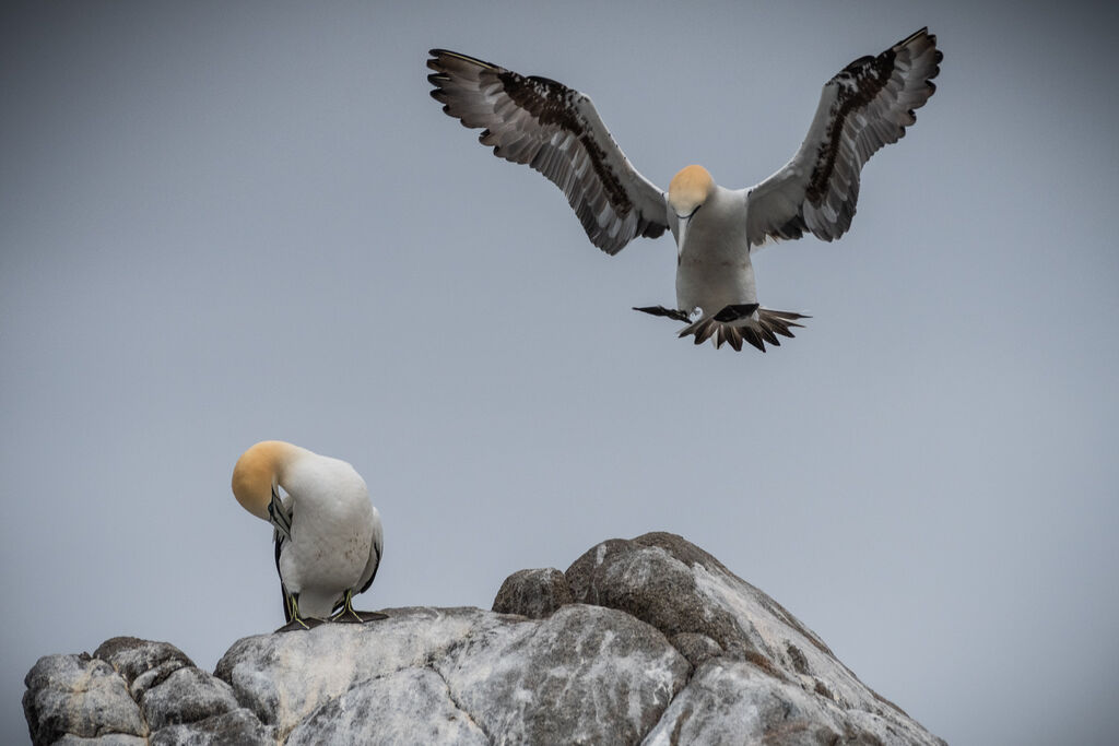 Northern Gannet