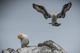 Northern Gannet