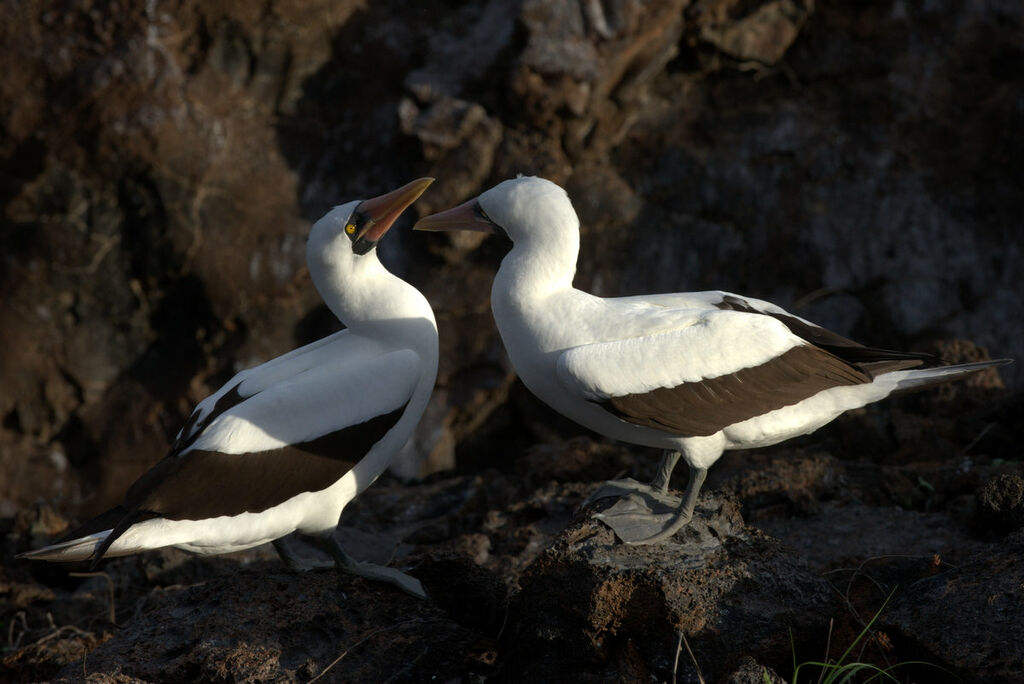 Nazca Booby