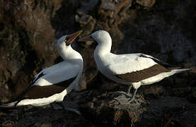 Nazca Booby