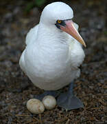 Nazca Booby