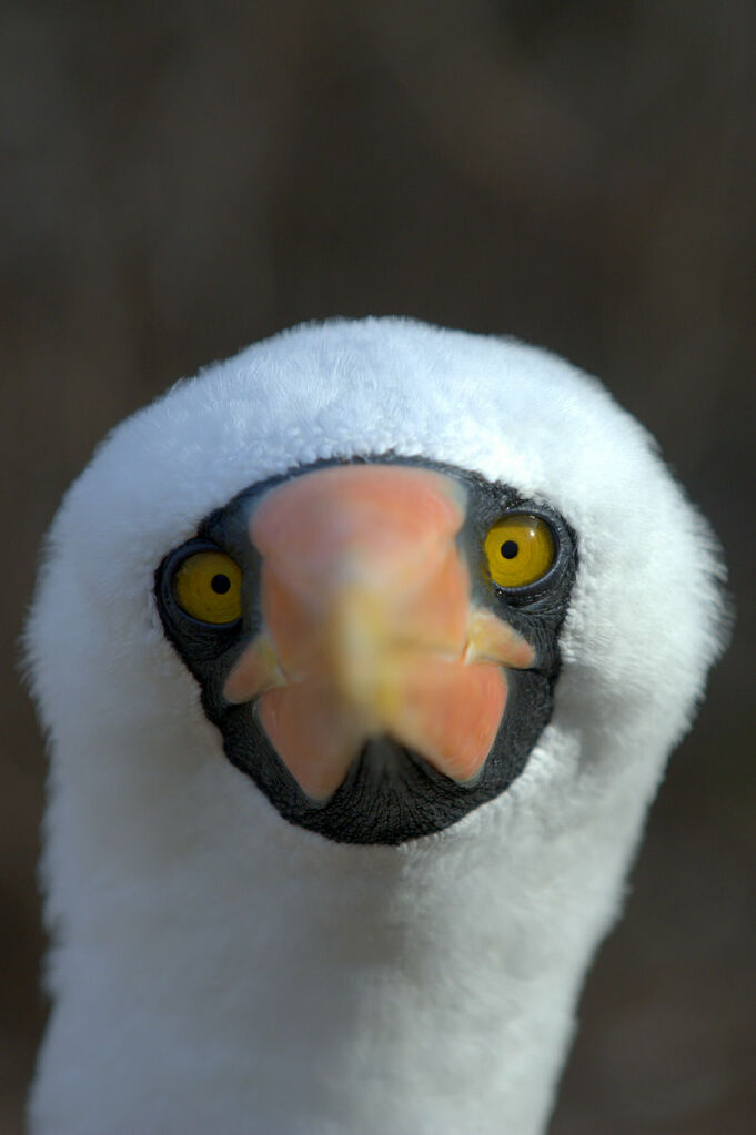 Nazca Booby