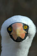 Nazca Booby