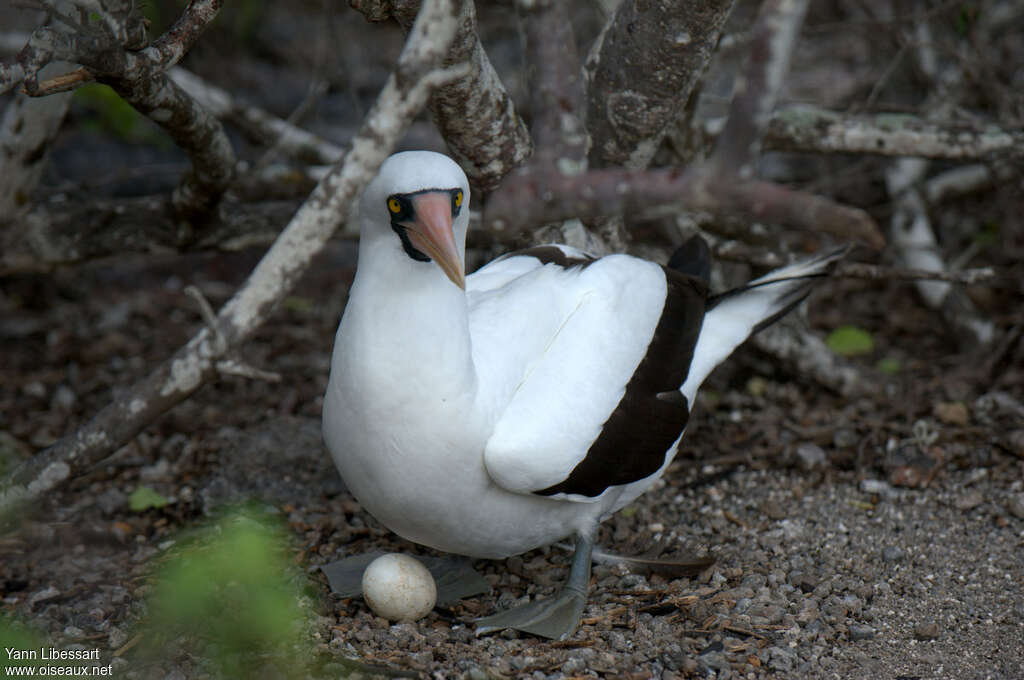 Nazca Boobyadult, Reproduction-nesting