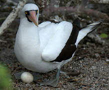 Nazca Booby