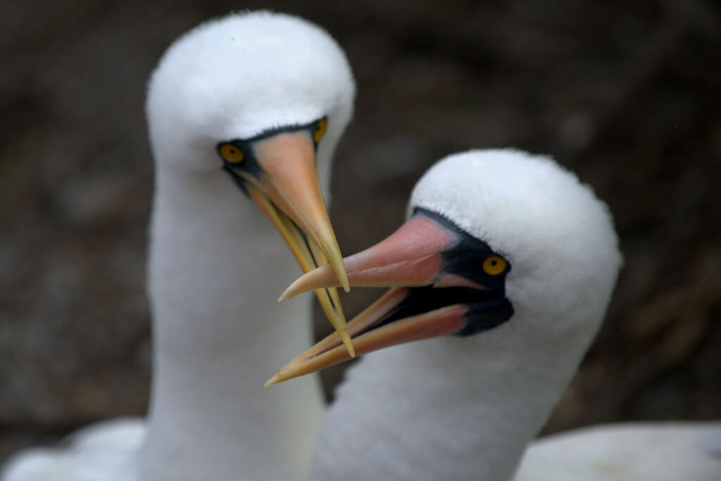 Nazca Booby