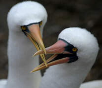 Nazca Booby