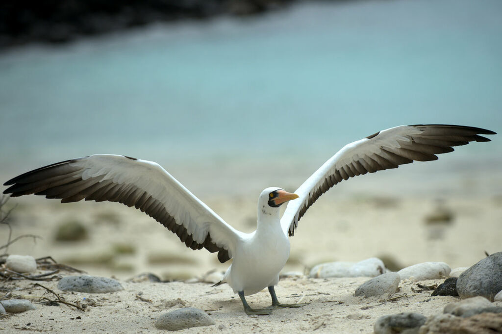 Nazca Booby