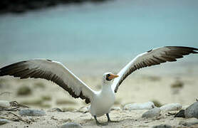 Nazca Booby