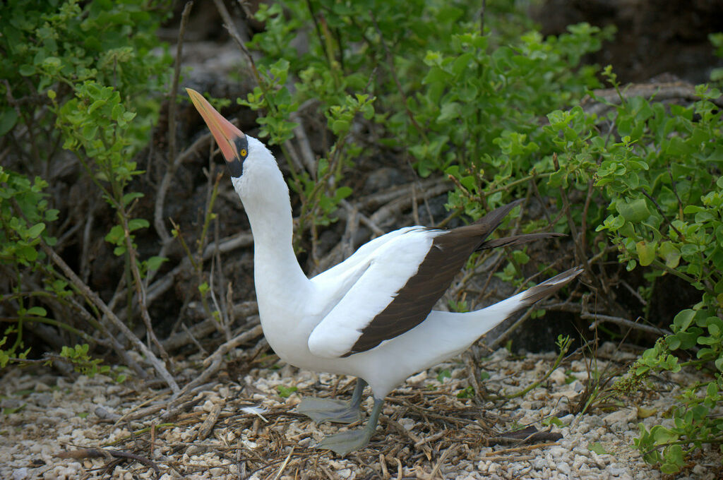 Nazca Booby