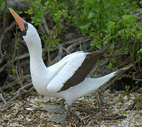 Nazca Booby