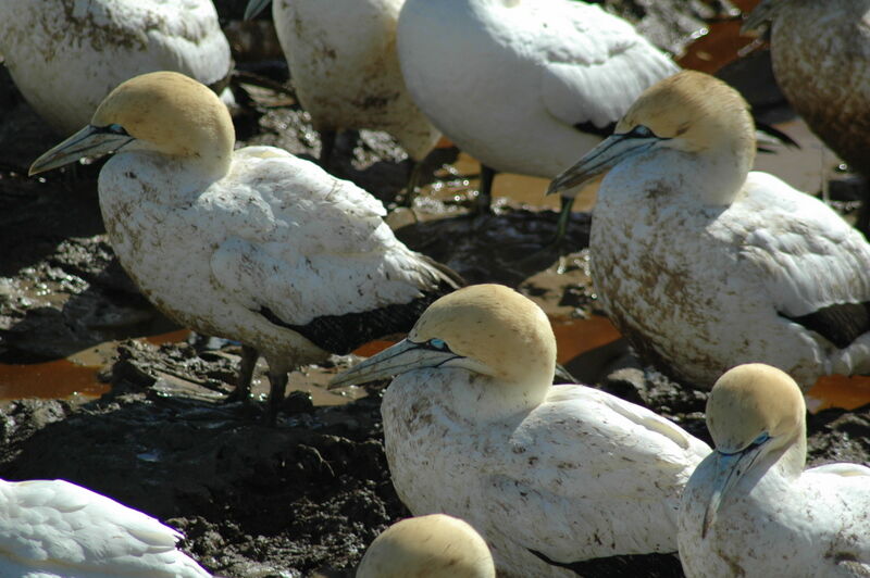 Cape Gannet