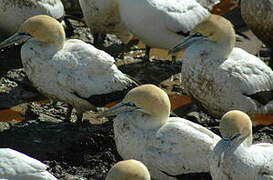 Cape Gannet