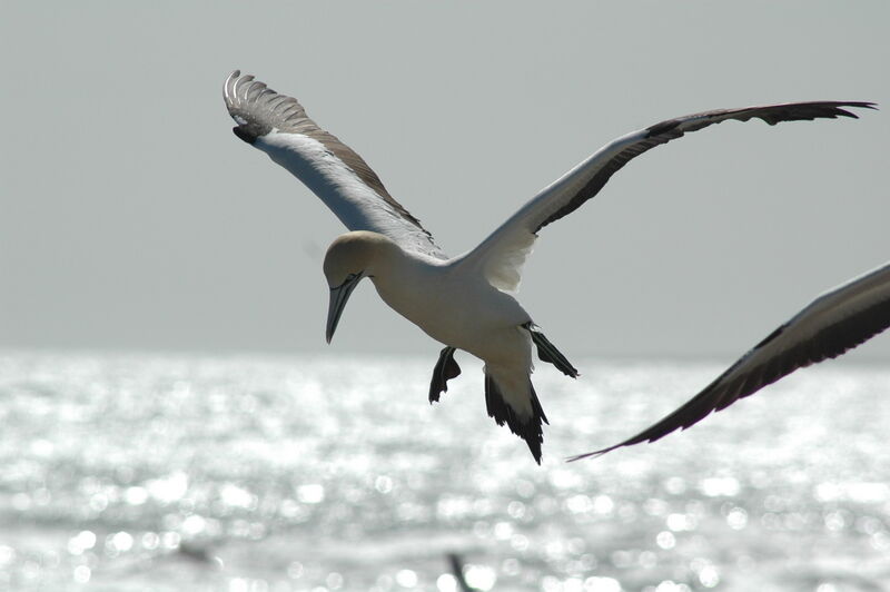 Cape Gannet