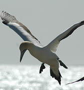 Cape Gannet