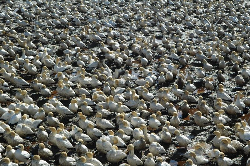 Cape Gannet