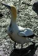 Cape Gannet