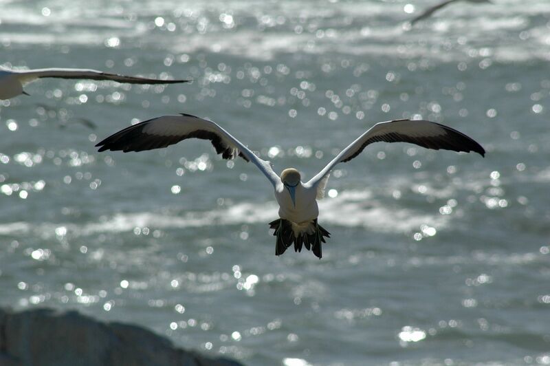 Cape Gannet