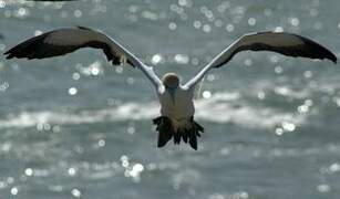 Cape Gannet