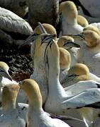 Cape Gannet