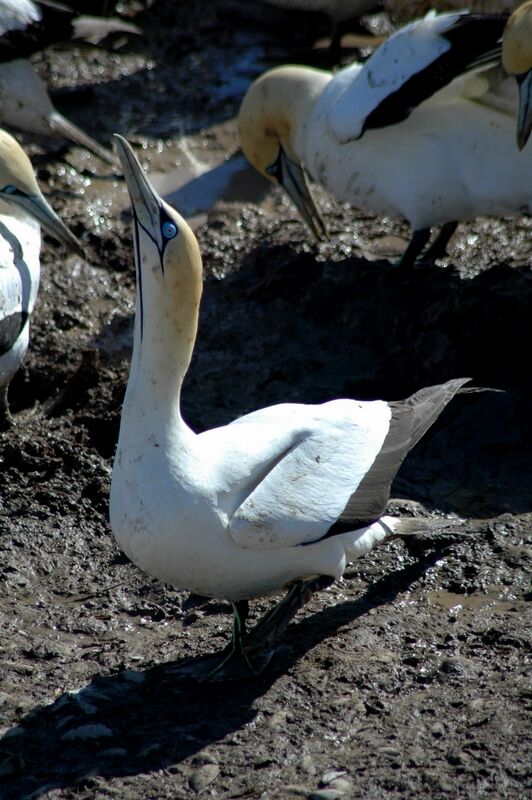 Cape Gannet