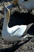 Cape Gannet