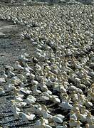 Cape Gannet