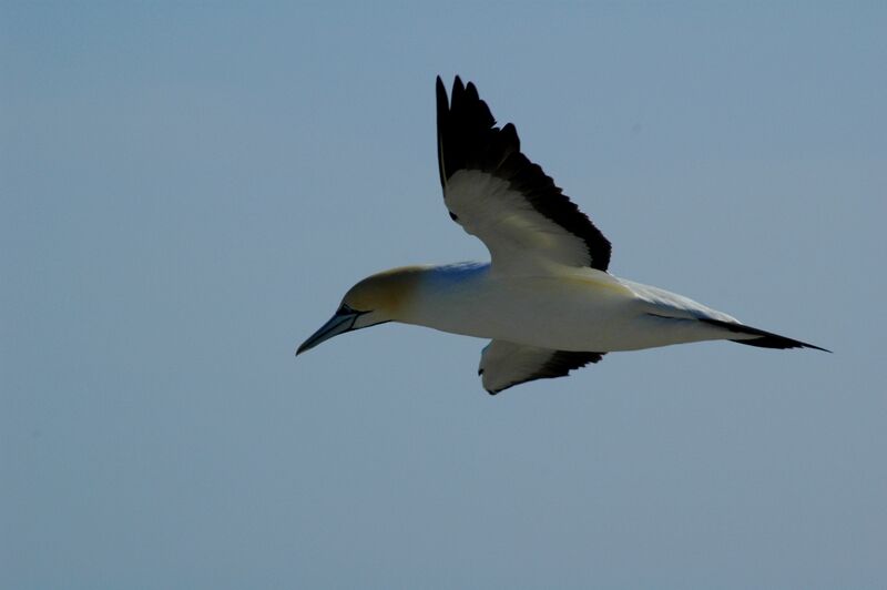 Cape Gannet