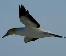 Cape Gannet