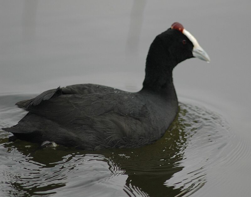 Foulque caronculée