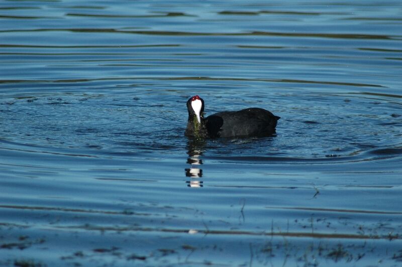 Red-knobbed Coot