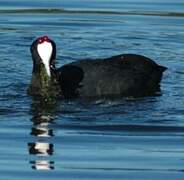 Red-knobbed Coot