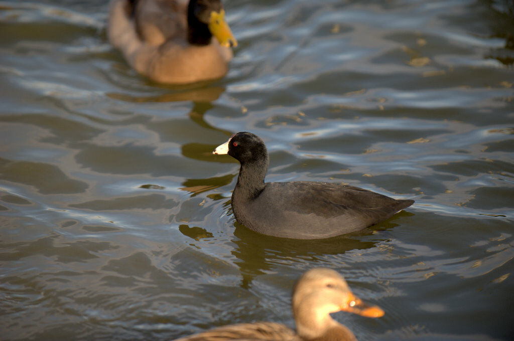 American Coot