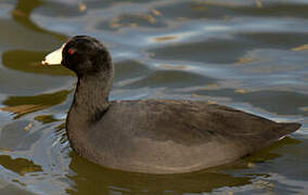 American Coot