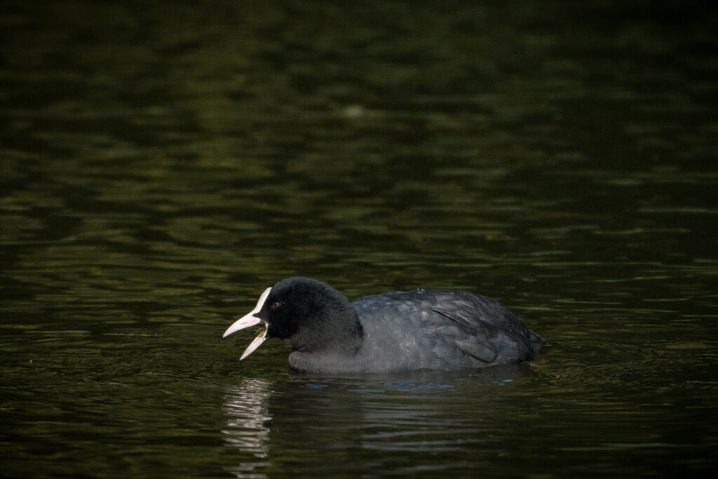 Eurasian Coot