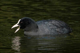 Eurasian Coot