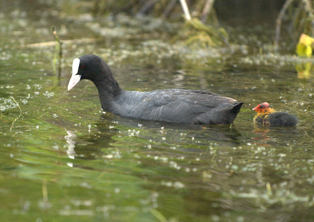 Eurasian Coot, swimming