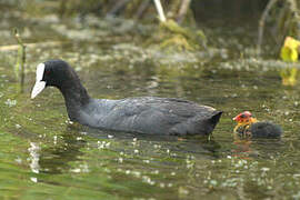 Eurasian Coot