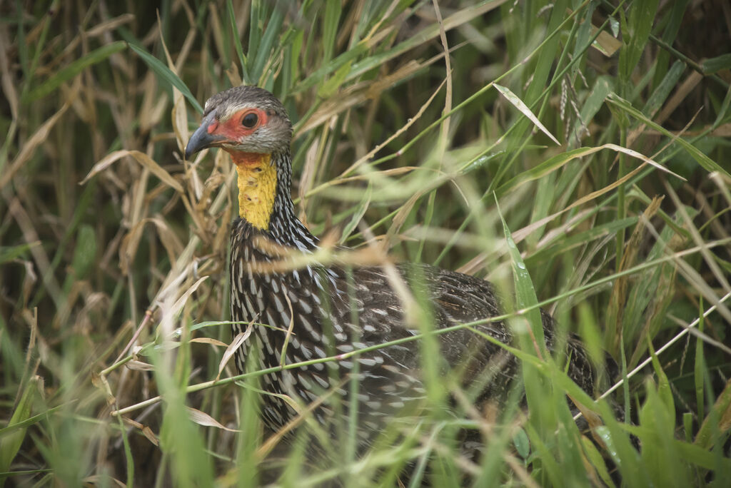 Yellow-necked Spurfowl