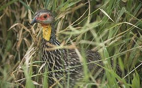 Francolin à cou jaune