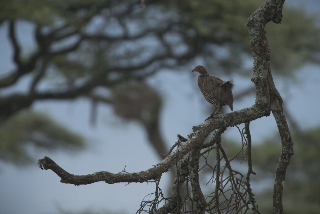 Francolin à cou jaune