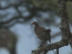 Yellow-necked Spurfowl