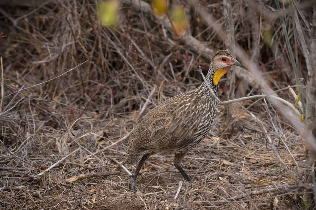 Yellow-necked Spurfowl