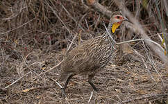 Francolin à cou jaune