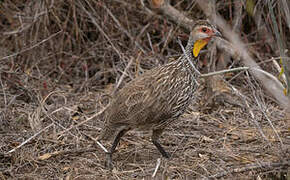 Yellow-necked Spurfowl