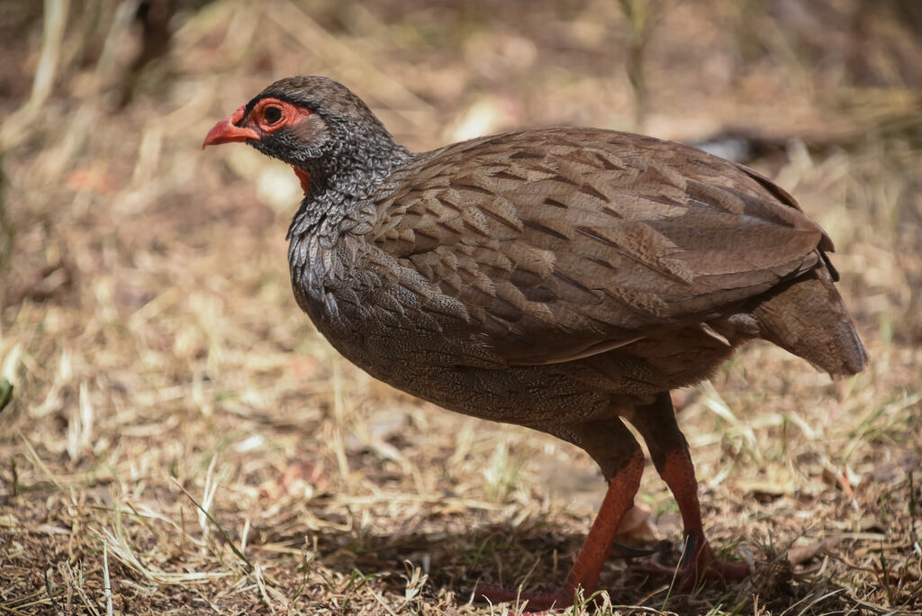 Francolin à gorge rouge