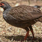 Francolin à gorge rouge