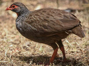 Francolin à gorge rouge